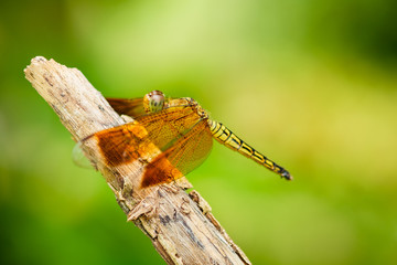 Dragonfly close up shot