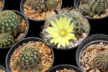 beautiful succulent in flower shop