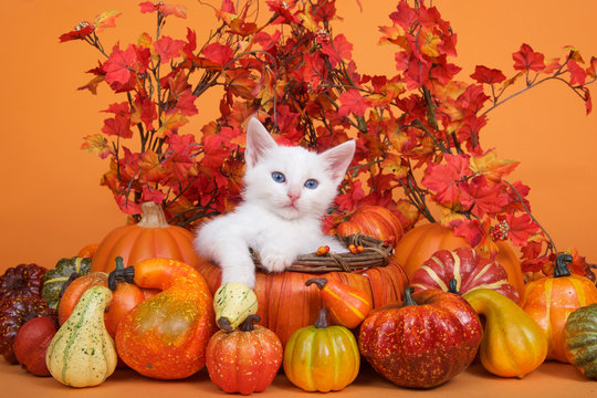 Small white kitten laying in an orange pumpkin shaped basket surrounded by gourds pumpkins and squash with fall leaves and orange background. Fun fall harvest theme.