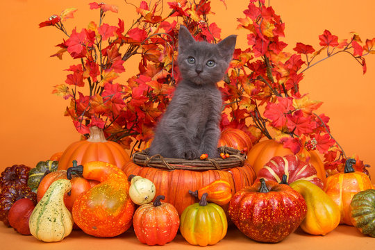 Small gray kitten standing in an orange pumpkin shaped basket surrounded by gourds pumpkins and squash with fall leaves and orange background. Fun fall harvest theme.