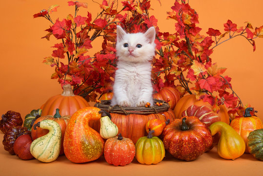 Small white kitten standing in an orange pumpkin shaped basket surrounded by gourds pumpkins and squash with fall leaves and orange background. Fun fall harvest theme.
