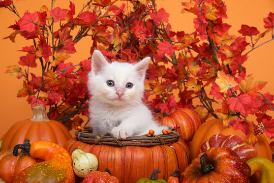 Small white kitten in an orange pumpkin shaped basket surrounded by gourds pumpkins and squash with fall leaves and orange background. Fun fall harvest theme.
