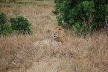 Lion in Kenya, Africa