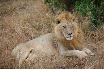 Obraz na płótnie Canvas Lion in Kenya