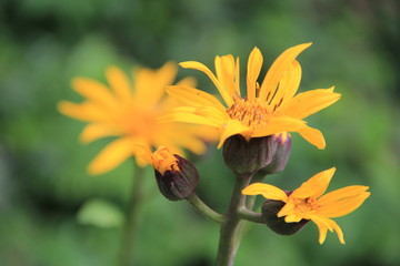 マルバダケブキの花部分(山形県)