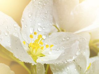 apple tree flower covered with water drops, macro, toned