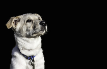 Fototapeta premium Puppy