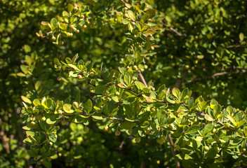 Ornamental shrubs Berberis thunbergii -Latin Berberis thunbergii -Coronita-