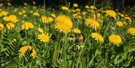 Dandelion, Taraxacum officinale, in yellow flower.