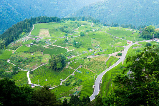 Ibi tea in Gifu prefecture / Tea plantations in the sky