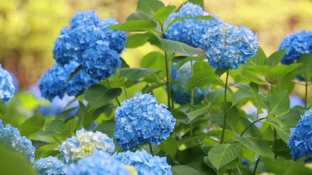 흔들리는 파란색 수국