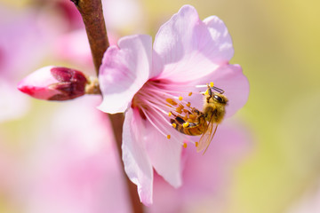 Honey Bee pollinating on almond blossoms.