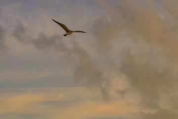 Marco Island Beach Sunset