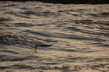 Marco Island Beach Sunset
