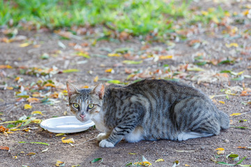 Homeless cat sitting near empty plate