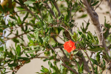 Last red flower of pomegranate