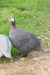 Two grey dotted guinea fowls