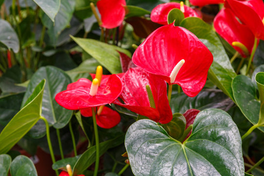 Several red anthuriums