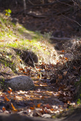 Creek