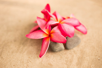 Pink Plumeria and black rock on white concrete isolated background