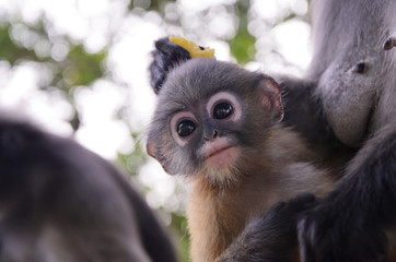 Fototapeta premium Blurry soft and noise Baby Dusky Langur. suspicious feel