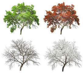 Satz von vier Jahreszeiten-Baum isoliert auf weißem Hintergrund
