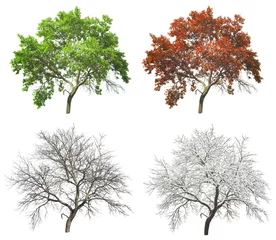 Foto auf Acrylglas Bäume Satz von vier Jahreszeiten-Baum isoliert auf weißem Hintergrund