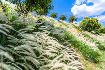 white clouds in blue sky
