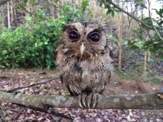 Little owl on tree