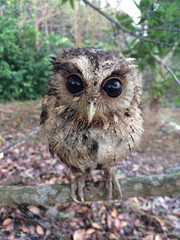 Little owl on tree