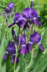 Blue iris pogon flower