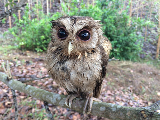 Little owl on tree