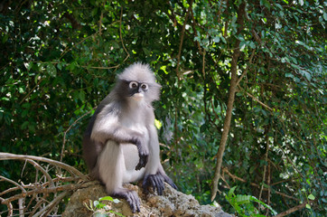 Blurry soft and noise Dusky Langur