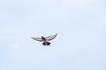 Pigeon flies in the blue sky in a sunny day.