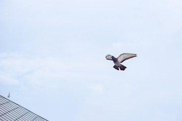 Pigeon flies in the blue sky in a sunny day.