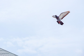 Pigeon flies in the blue sky in a sunny day.
