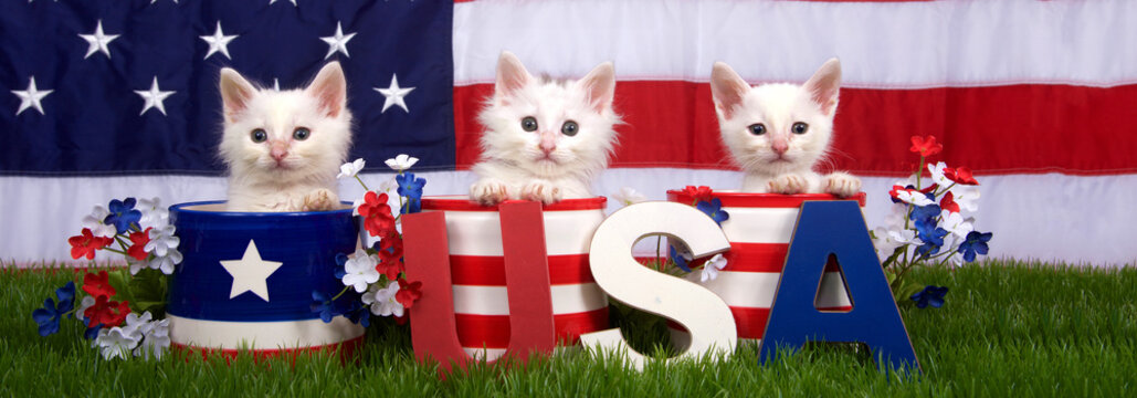 Three fluffy white small kittens sitting in patriotic designed pots on green grass, American flag in background, USA blocks in front. Banner format for social media use.