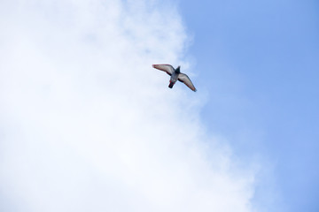 Pigeon flies in the blue sky in a sunny day.