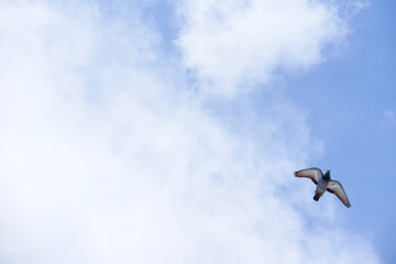 Pigeon flies in the blue sky in a sunny day.