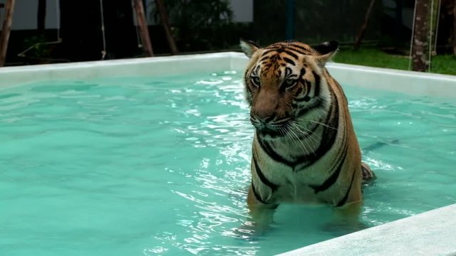 Tiger (Panthera tigris) in swimming pool