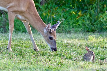 Young white-tailed deer and eastern cottontail rabbit grazing together