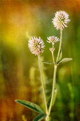 Trifolium repens or white clover, also known as Dutch clover, Ladino clover, or Ladino, in the meadow close to the Dnieper river in Kiev, Ukraine, under the soft morning summer sun