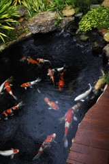 Fancy carp or Koi fish swim in the pond at the garden with water wave.