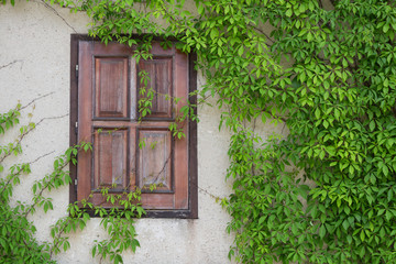Old wooden window overgrown with ivy, Czech