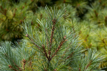 Green pine branches in a coniferous forest