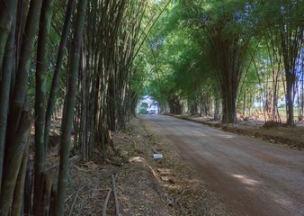 Fototapeta premium road under the bamboo tunnel.