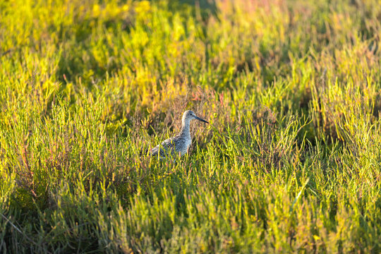 Willet (Tringa semipalmata) 004
