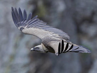 Griffon vulture (Gyps fulvus)