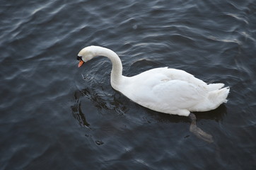 Swans in Kazan