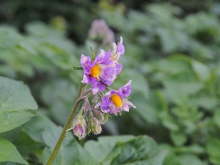 ジャガイモの花